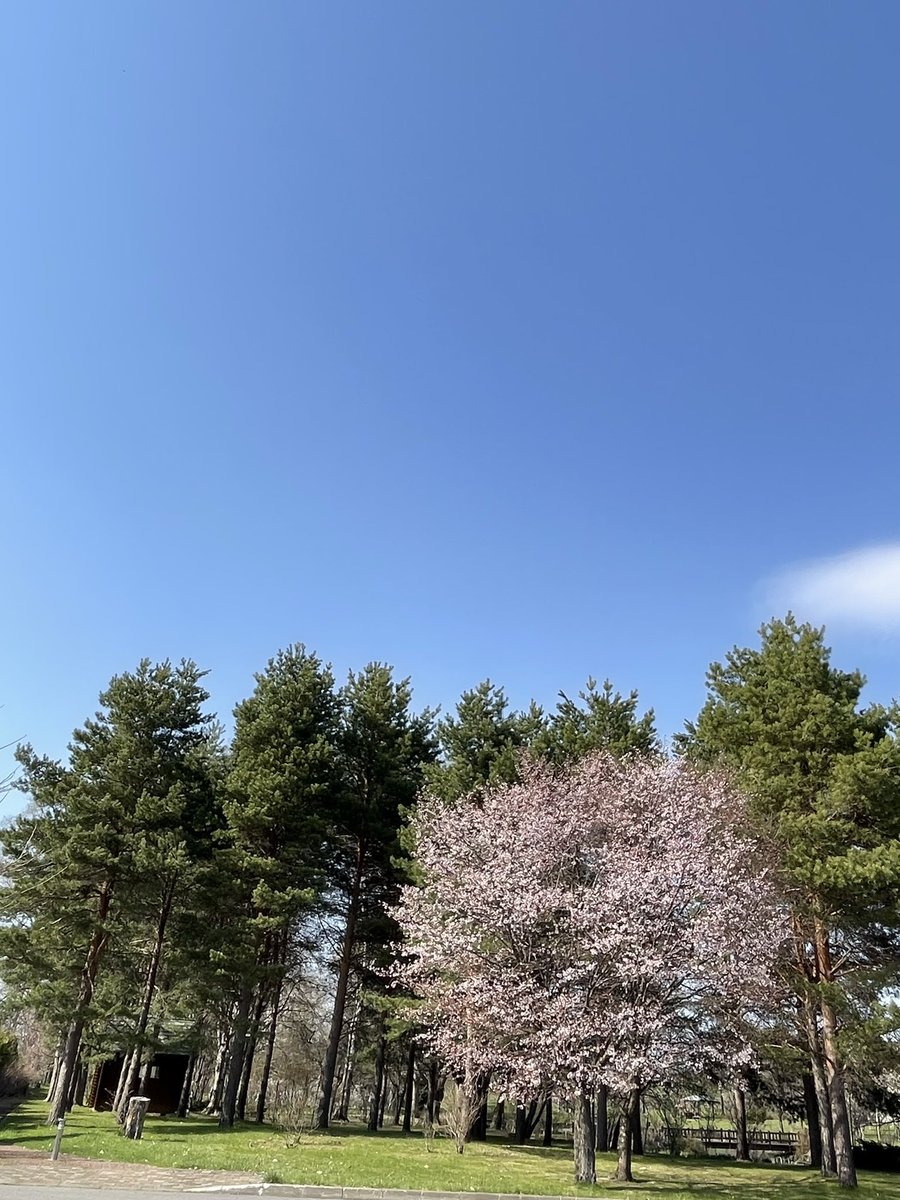 Blue star❀.*･(*ˊᵕˋ*)🌼 tweet media