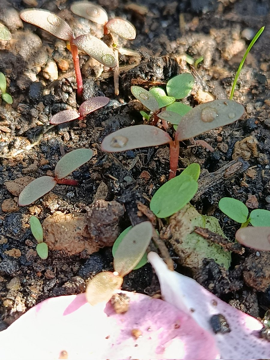 ميكانيكي دبابات tweet media