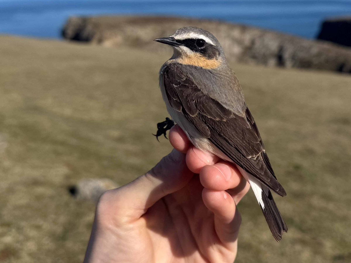Fair Isle Bird Observatory tweet media
