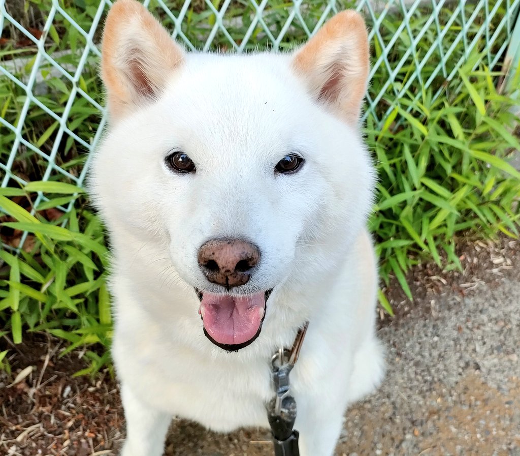 狛父(ハクパパ) tweet media