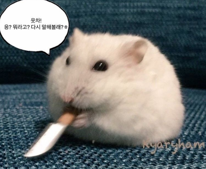 치즈덕(동결) tweet media