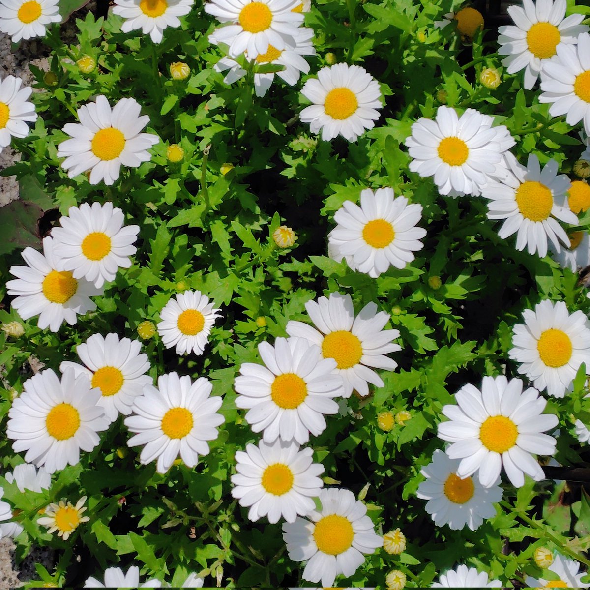 #TLを花でいっぱいにしよう