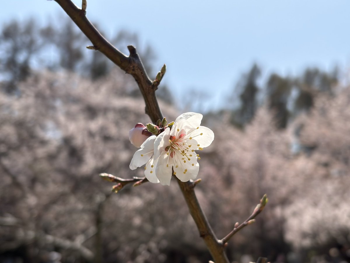 tsuyuri_57's tweet photo. 今年は桜早い( ﾟдﾟ ) https://t.co/RAkgpp2mRf