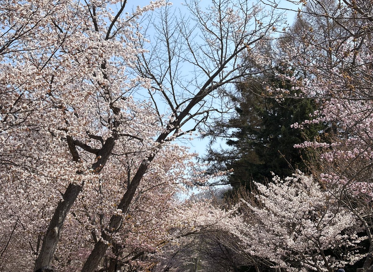 tsuyuri_57's tweet photo. 今年は桜早い( ﾟдﾟ ) https://t.co/RAkgpp2mRf