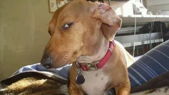 Kostas Howl tweet media