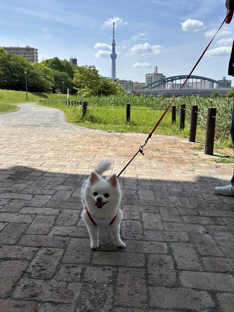 momo🐶ポメチワ tweet media