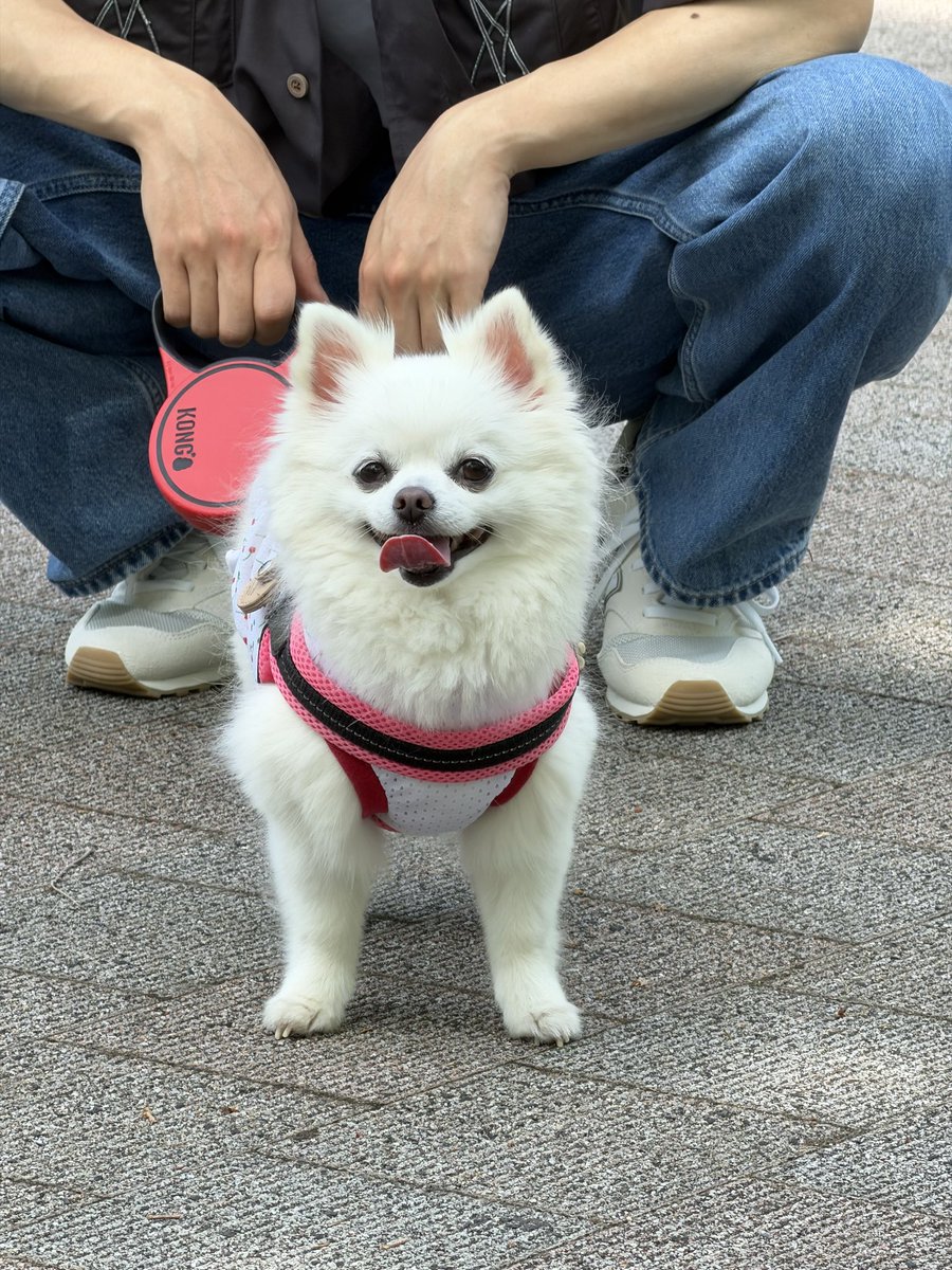 momo🐶ポメチワ tweet media