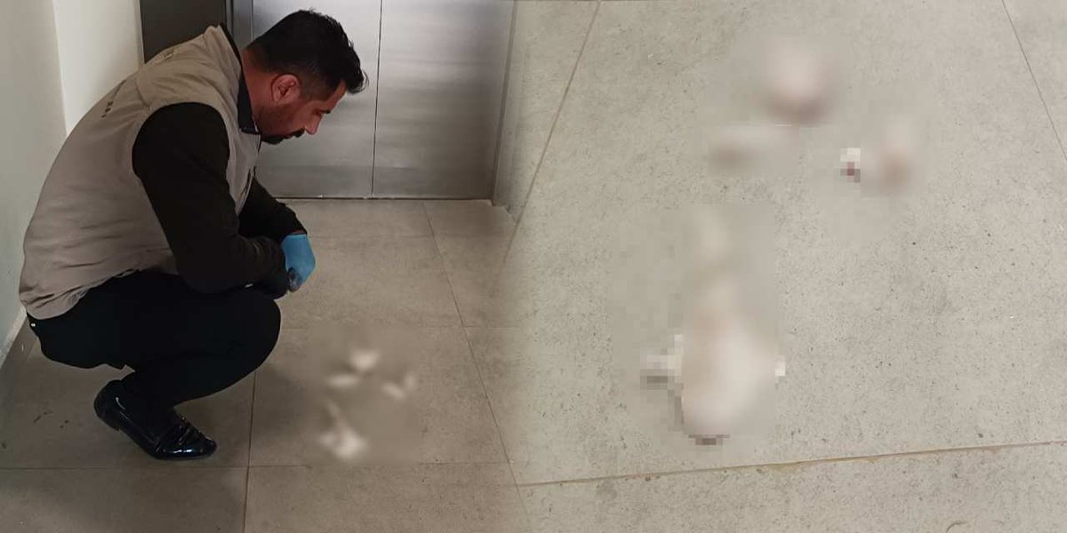 Katliam yasası cesaret veriyor! Vahşetin adresi bu kez Adıyaman: Yavru kedi parçalanmış halde bulundu halktv.com.tr/gundem/katliam…