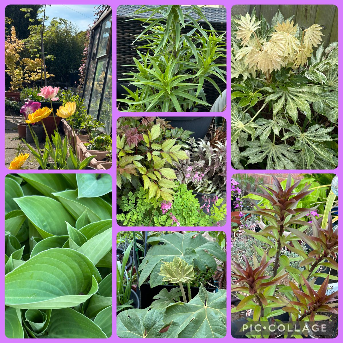 Vixyl's tweet image. Morning 👋 Looking like another lovely day 🌞 is on the cards.  My #SevenOnSunday lots of things growing well now, looking lovely and green 🌿 Happy Sunday folks, have a good un 😊🌸🌿

#flowers #gardening