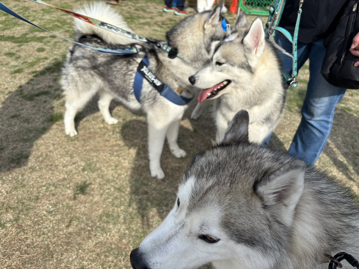 ガブちゃん tweet media