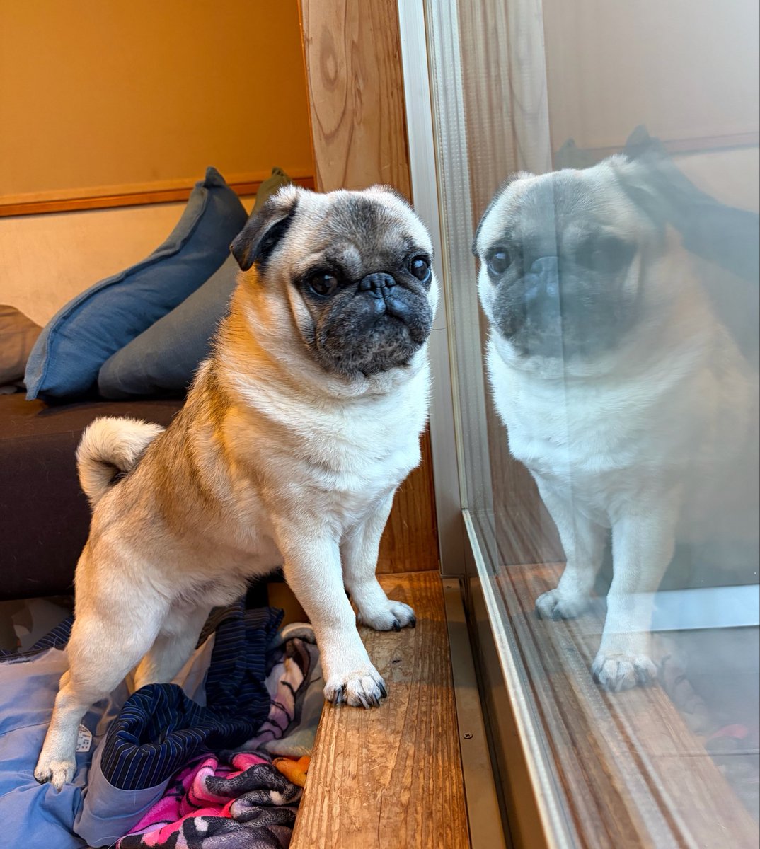 marukoccino tweet media