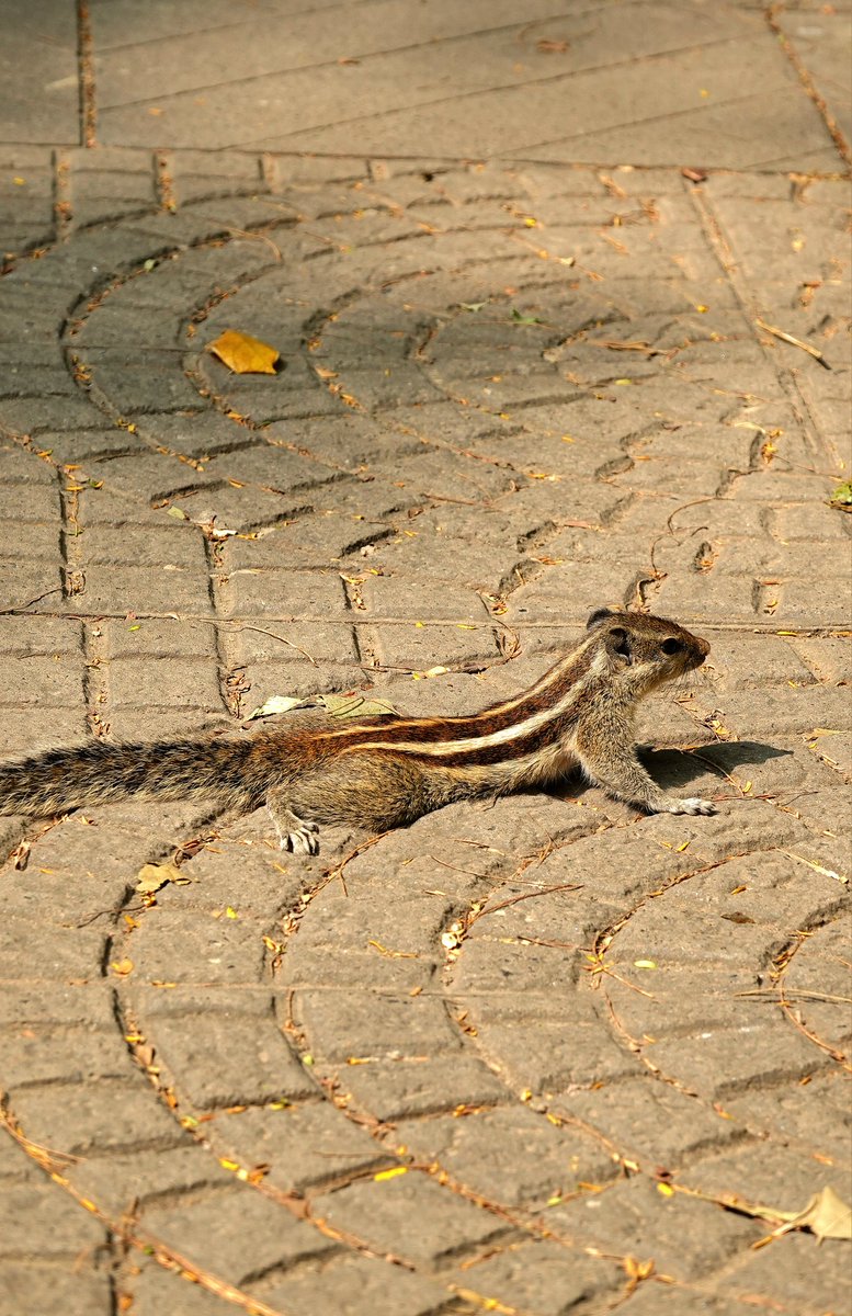 parthosarathi_b's tweet image. Just a little stretch and some sunshine ☀️
#HappySunday