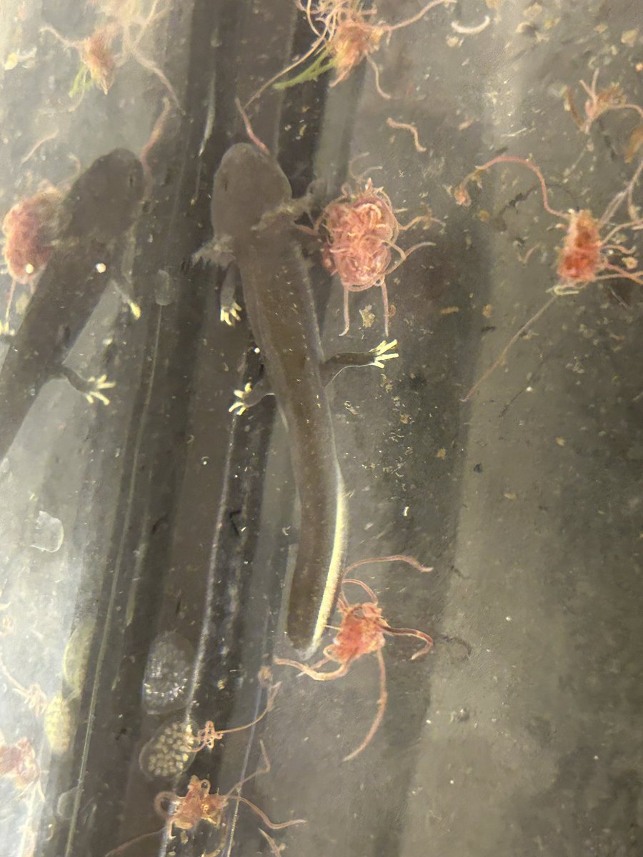 イモガニ（´-`）根腐れの王🍁 tweet media