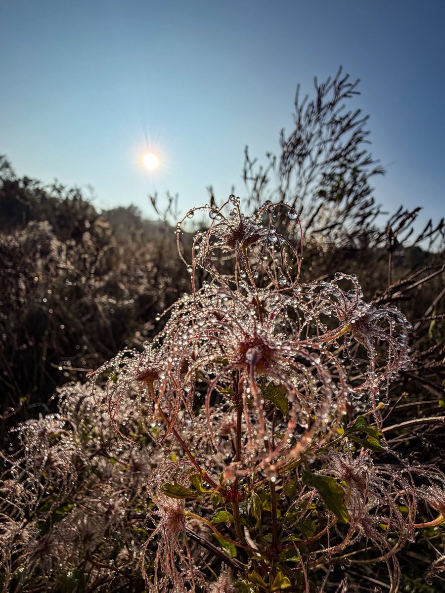 UlrichJvV's tweet image. What a magical hike! I love Pretoria’s incredible nature trails! 💚☀️🧚