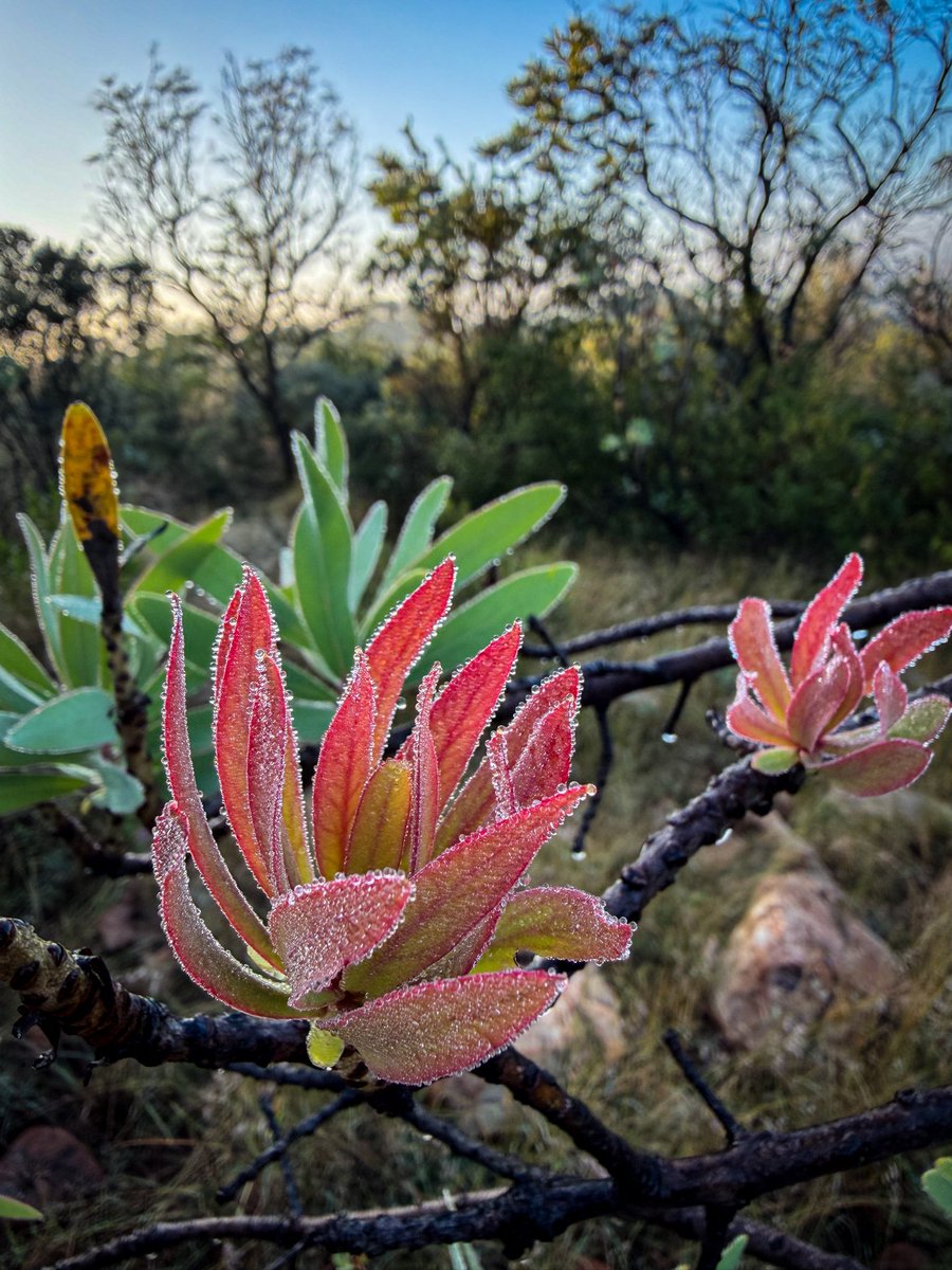 UlrichJvV's tweet image. What a magical hike! I love Pretoria’s incredible nature trails! 💚☀️🧚