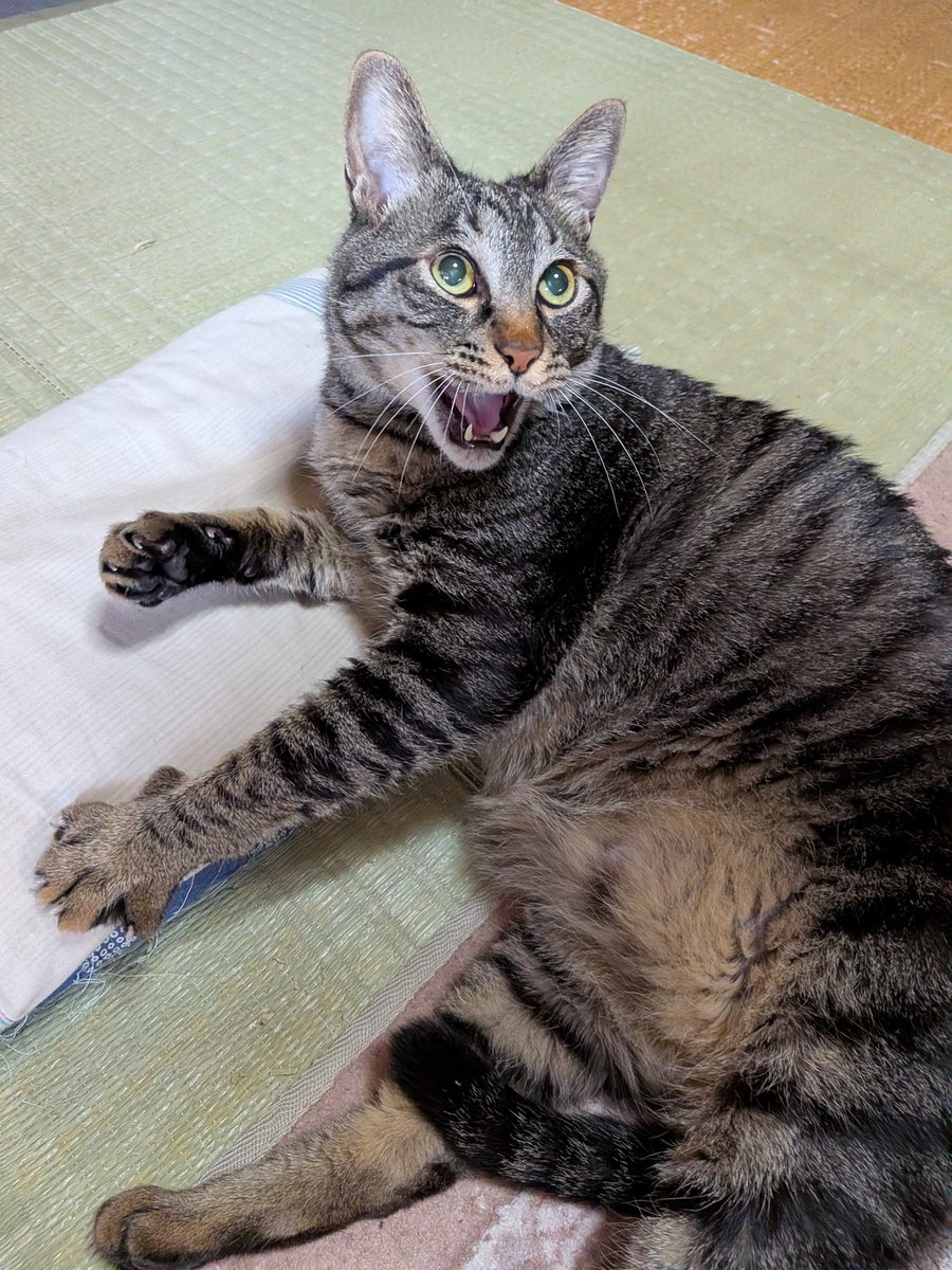 あきよし tweet media