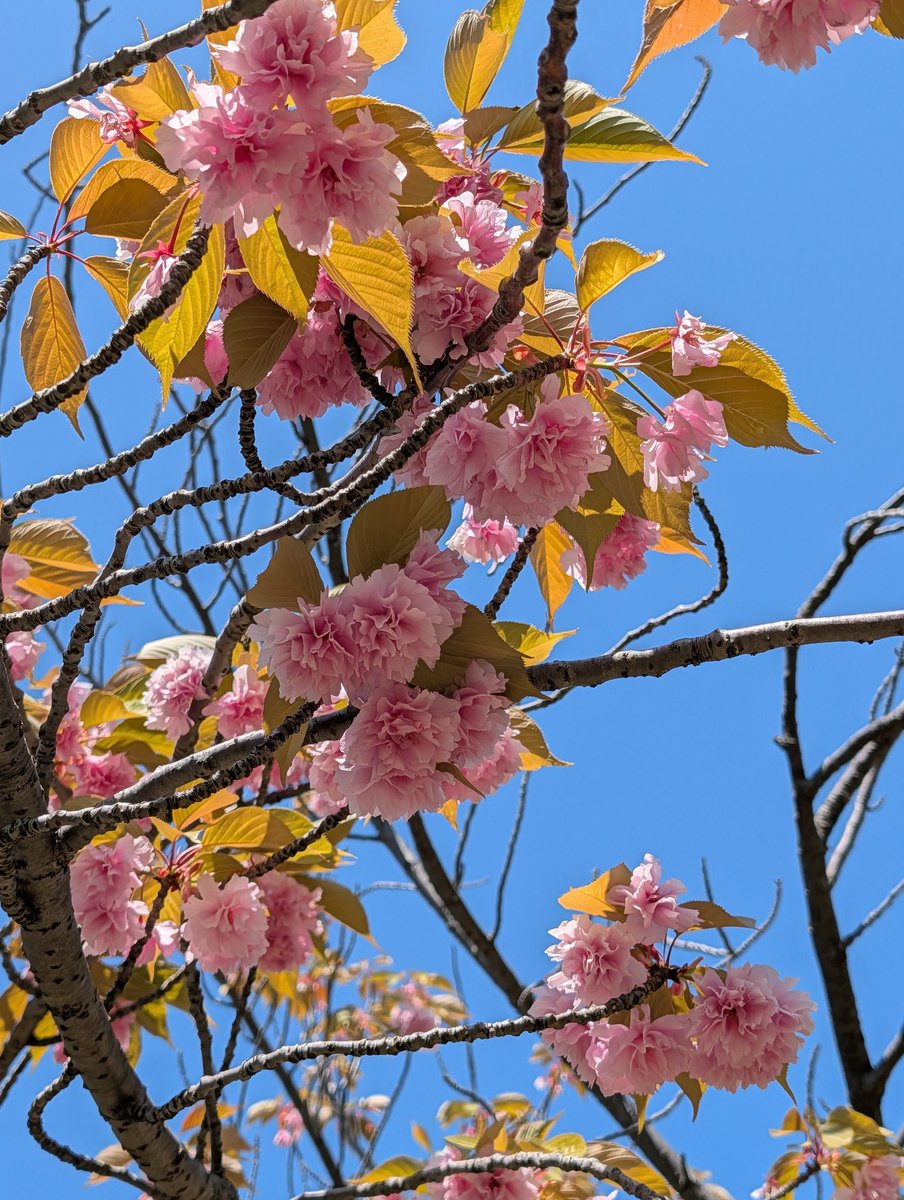 ティア tweet media