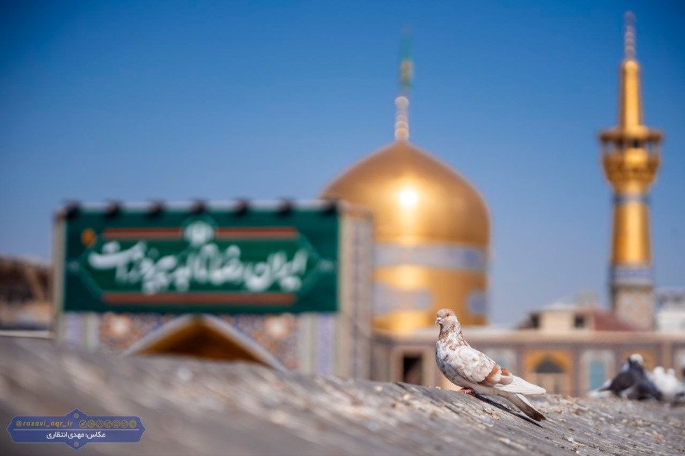 سرگشته چون کبوتر گم کرده آشیان
الاّ به بام دوست نباشد نشست ما
#خورشید_ایران
#ایران_امام_رضا