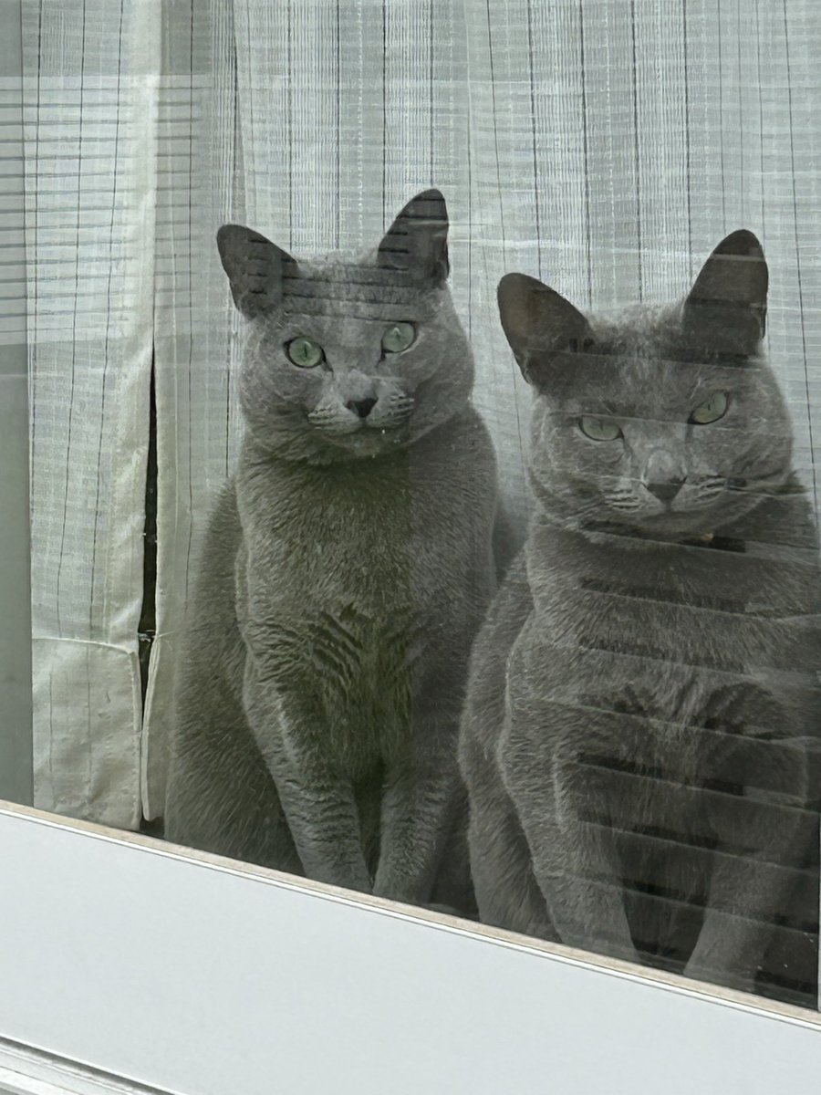 kmtwRussianBlue's tweet photo. お母さん
行ってらっしゃーい‼︎ https://t.co/SUlZcEdT2C