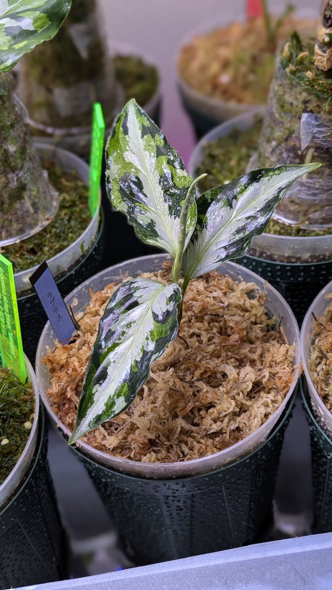アグラオネ マピクタム　AZ便　ラプラス箱個体　Aglaonema 🌿アグラオネマ ピクタム ”ラプラス” 箱個体 【AZ0213-5c】 Aglaonema