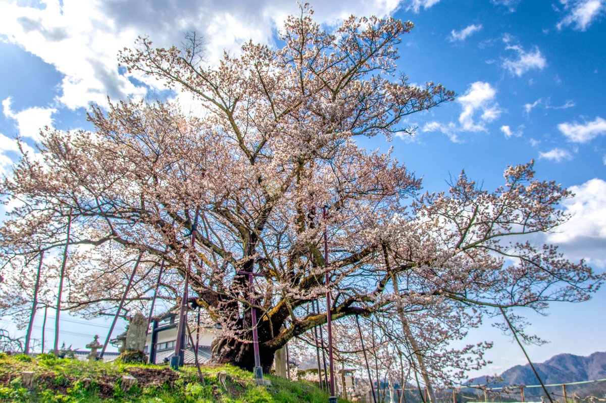 シュウ tweet media