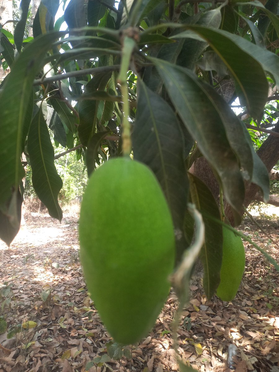 anandsri1977's tweet image. आज रविवार है तो आम की रखवाली करने बाग में आ गयें हैं 😊
नहीं तो चोर लोग आकर काफ़ी नुकसान करतें हैं और आम तोड़ ले जातें है 🙄🙄

आज शाम को पुदीने, काला नमक और भुने हुए जीरे के साथ आम का पना बनाने की तैयारी है 
#summer 
#mango 
#Sundayvibes