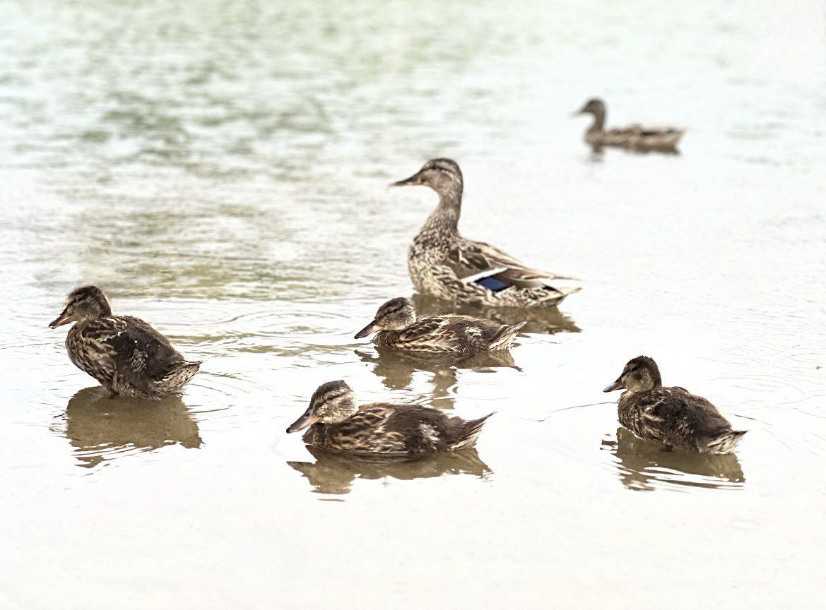 katriniwow's tweet image. Mom &amp;amp; the crew🦆 

#Duck #Moment #Rain