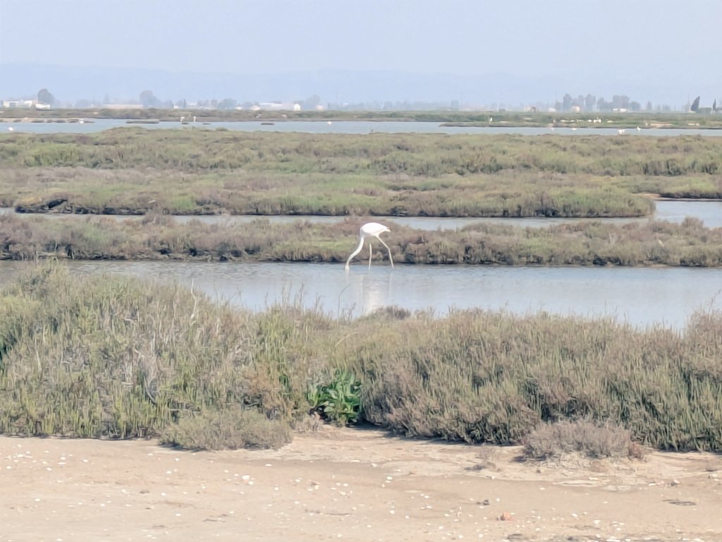 talokguevara's tweet image. 🦩🌊 Al final els hem trobat ! #deltaebre #catalonia #deltadelebre