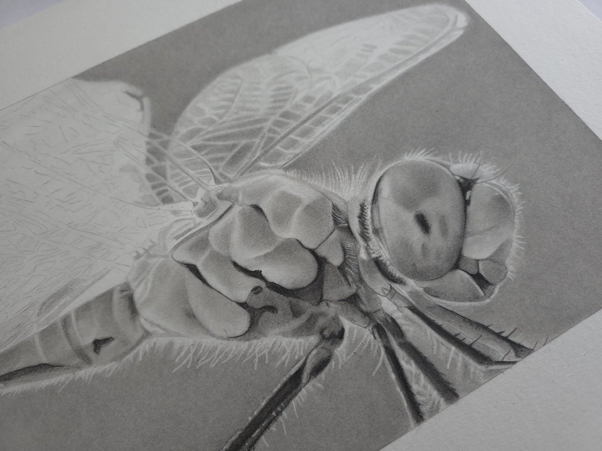 Sue Hewson Artist tweet media