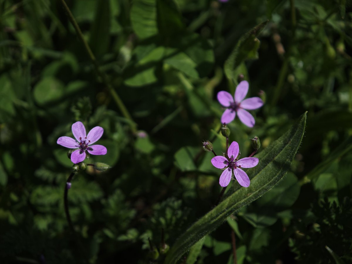 dorha_photos's tweet image. Sunday serenity. 🌿 
Rest, recharge, and find peace in nature today. 
Happy Sunday!✨🥰
#NatureLover #SundayMorning #Photography