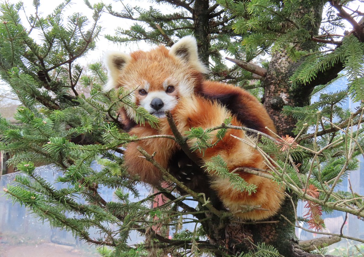 長野市茶臼山動物園【公式】 tweet media