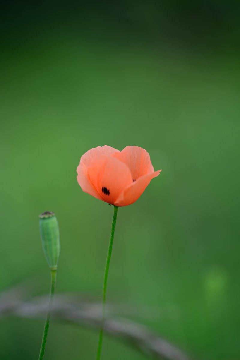 rarara1818184's tweet image. ふわっと咲いた、小さなオレンジ。

広い緑の中に、一輪だけポピーが咲いていると、やさしく浮かんで見える😊💐

📷 Nikon Z6III + Z 70-200mm f/2.8 VR S II
#Nikon #私とニコンで見た世界 #花