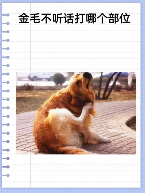 wercil07's tweet image. "Watching my pup turn from a tiny, wobbly ball of fur into a playful sidekick  Every wag, every messy paw print—love every stage of their growth! What’s your pet’s most heartwarming growth moment #PetGrowth #DogLove"