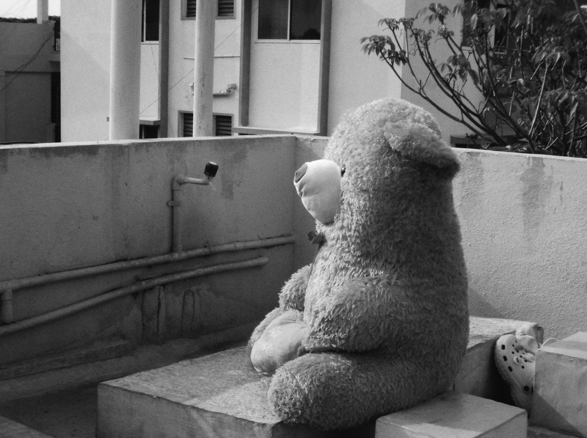 _midnightflix_'s tweet photo. someone's mr.teddy watching the sun set https://t.co/64cQo8rwpV