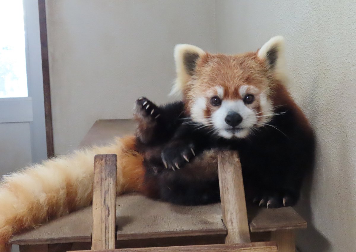 長野市茶臼山動物園【公式】 tweet media