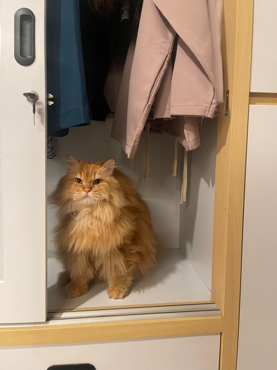 Pico🦁N Krucils tweet media