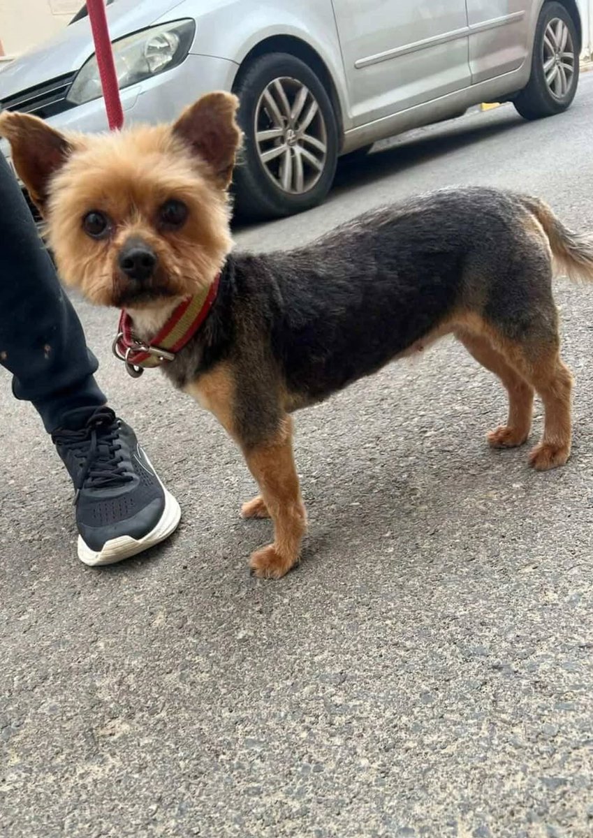 SOS Abuelos tweet media