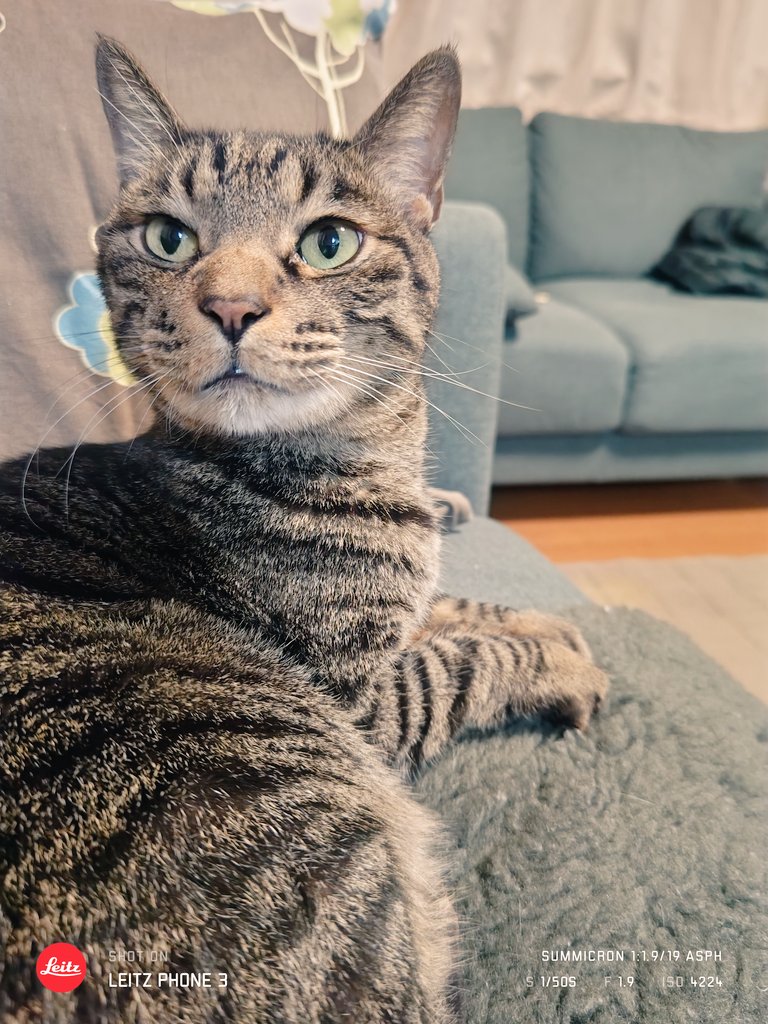 こでまり tweet media