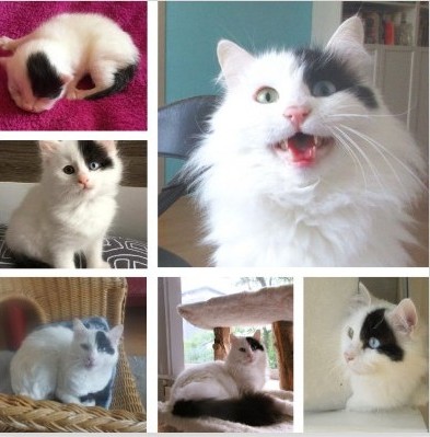 CatTulpan's tweet image. It is my birthday. 5 years old already. This means lots of treats.
#TurkishVanCats #CatsOfTwitter