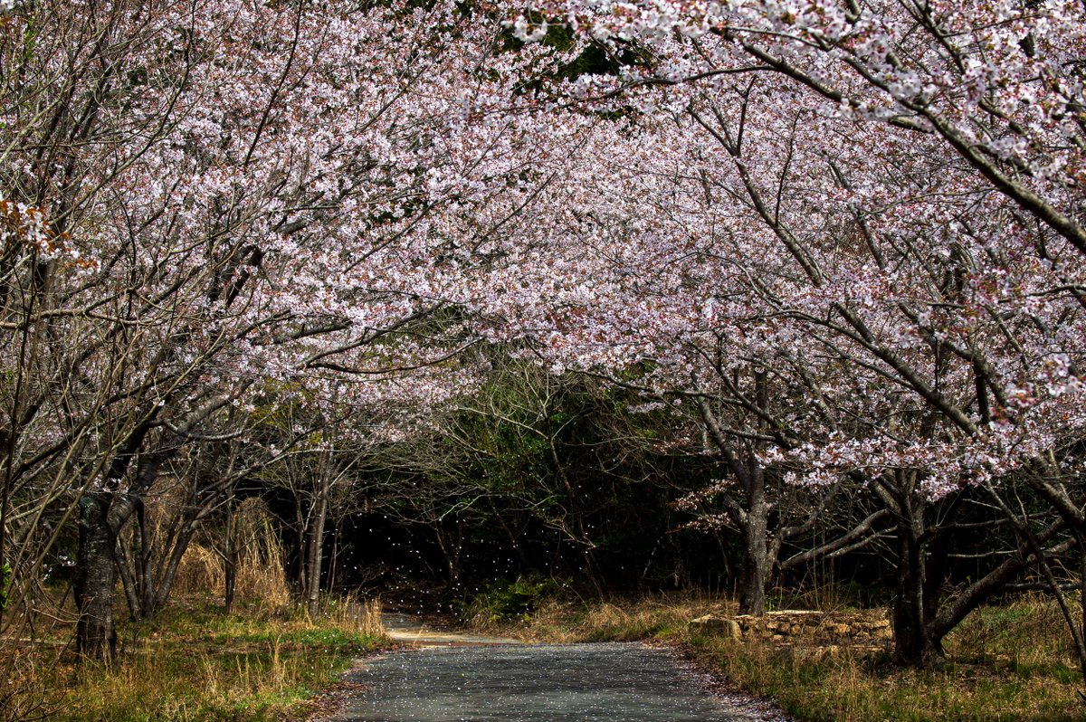 kurumaebi_aio's tweet image. 近所の桜　散り始め
   #nikon #D780 #photography #写真 #nature #山口市 #yamaguchi #桜 #cherryblossom