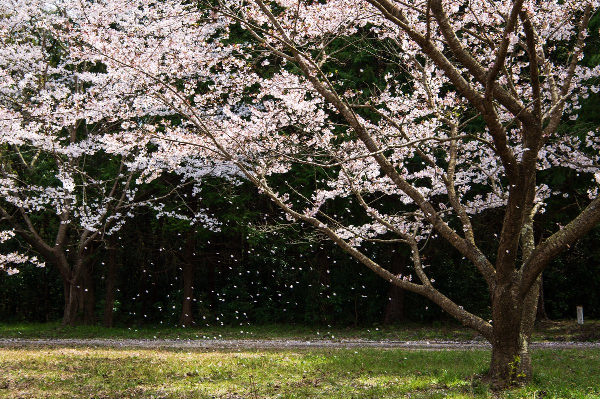 kurumaebi_aio's tweet image. 近所の桜　散り始め
   #nikon #D780 #photography #写真 #nature #山口市 #yamaguchi #桜 #cherryblossom