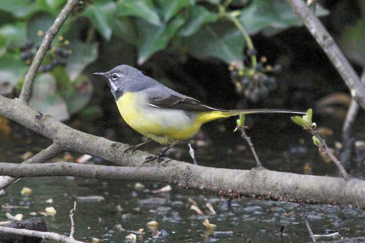 MrSteveyJames's tweet image. Waiting for family at Hallamshire Hospital, a wander around #endcliffepark #porterbrooktrail #sheffield nice to see a lovely male Grey Wagtail #TwitterNatureCommunity  #TwitterNaturePhotography @Derbyshirebirds @DerbysWildlife @NatureUK @BirdGuides @shefbirdstudy @Natures_Voice