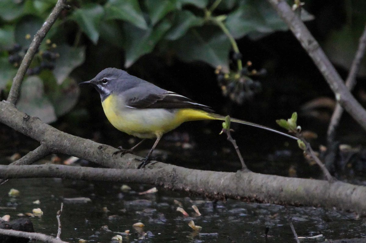 MrSteveyJames's tweet image. Waiting for family at Hallamshire Hospital, a wander around #endcliffepark #porterbrooktrail #sheffield nice to see a lovely male Grey Wagtail #TwitterNatureCommunity  #TwitterNaturePhotography @Derbyshirebirds @DerbysWildlife @NatureUK @BirdGuides @shefbirdstudy @Natures_Voice