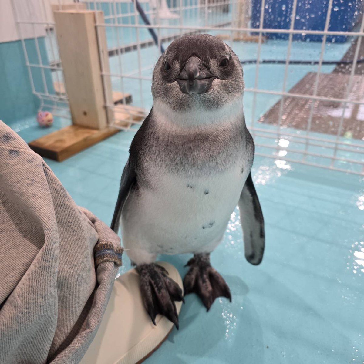 ペンギンカフェ テイル tweet media
