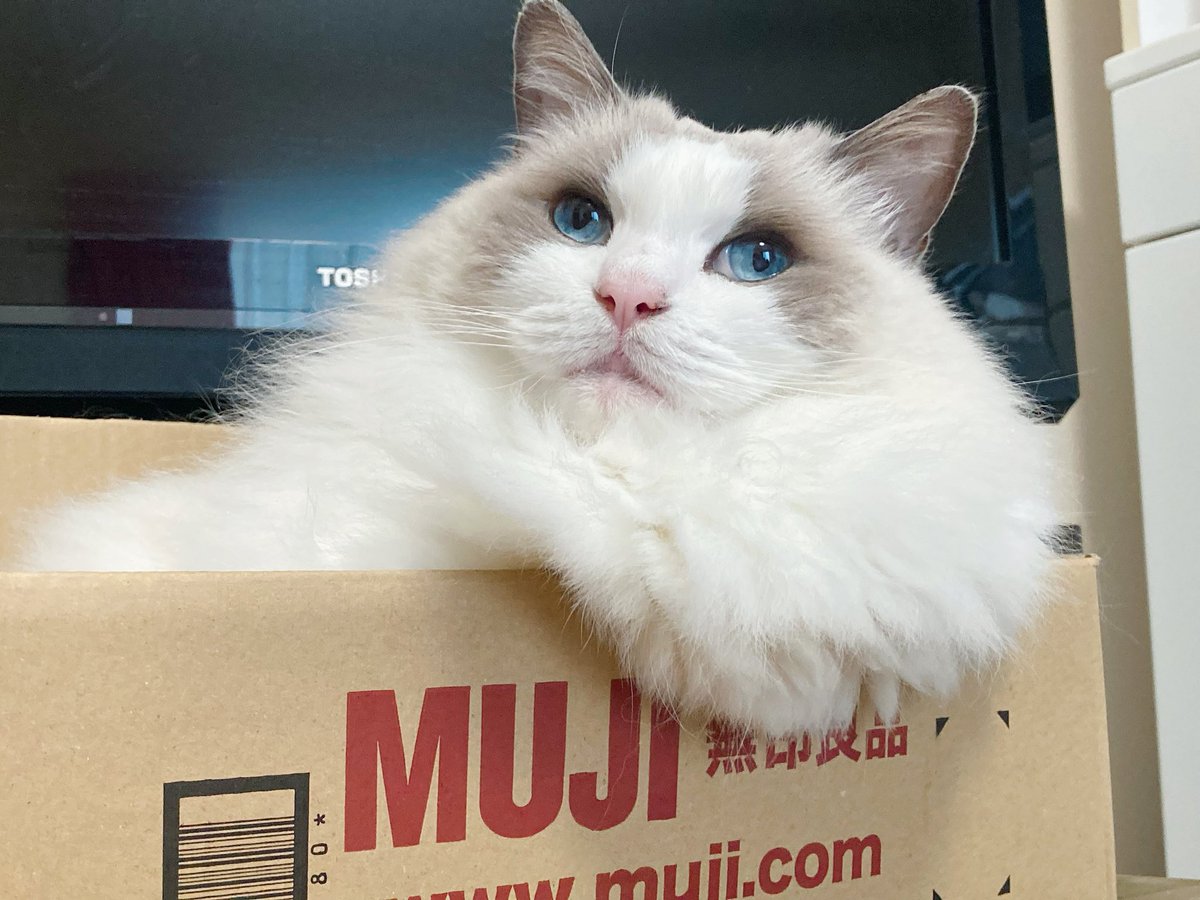 ことら🐾モフドール tweet media