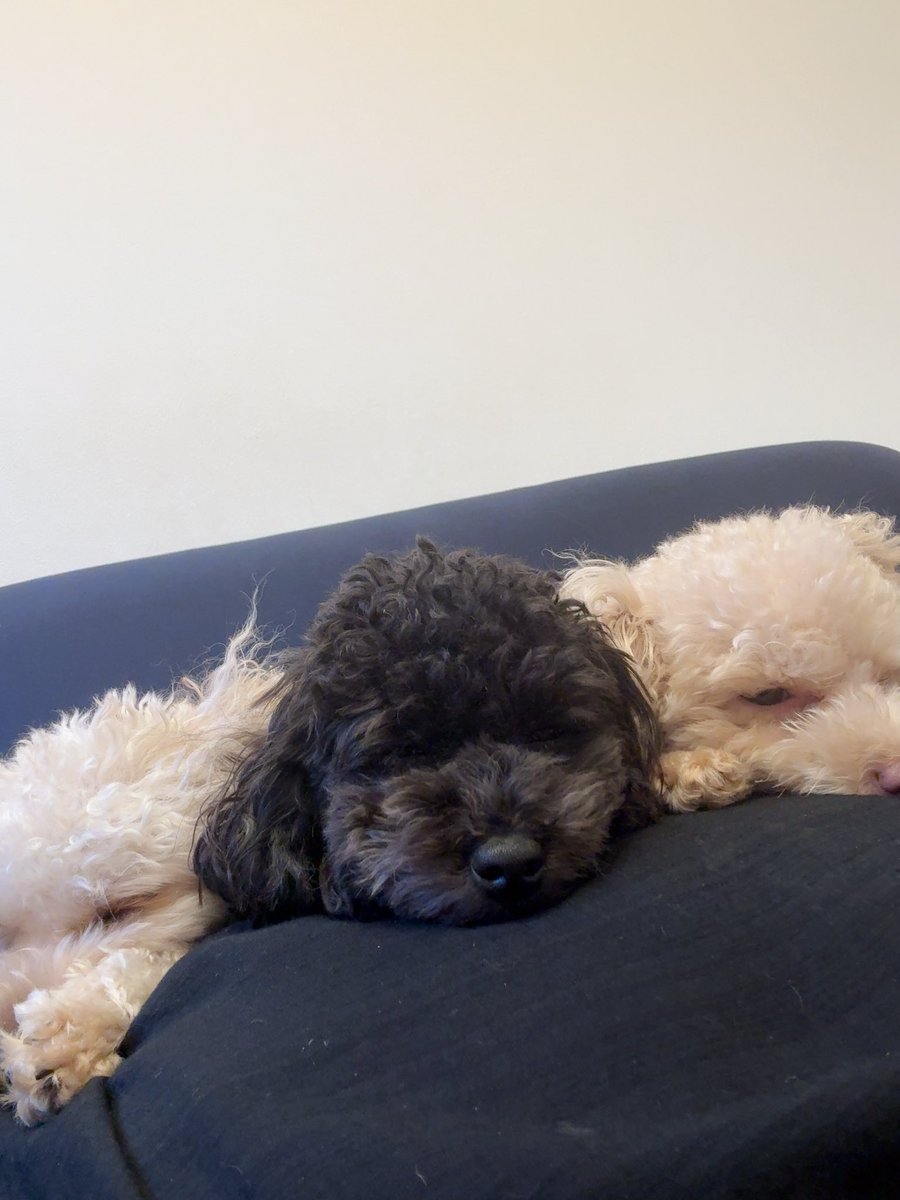 suremilk's tweet photo. @H_KANNA_0203 我が家の愛犬たち。
わんこの寝顔見てると幸せな気持ちになります❤️ https://t.co/SzeudneimO