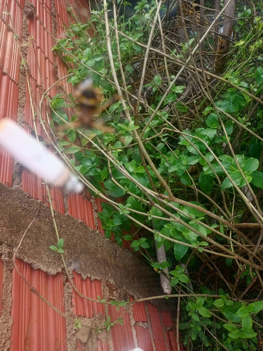 terror_da_cpi tweet media