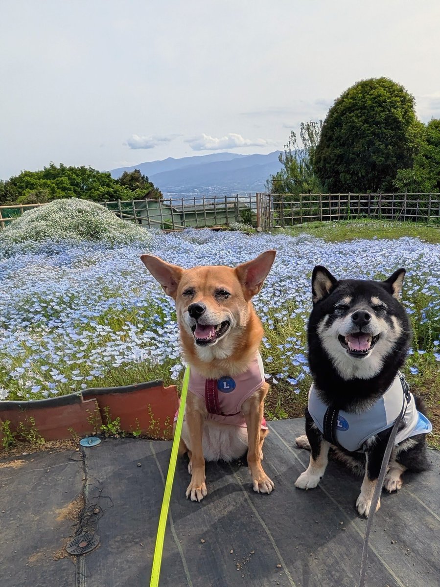 Bullmoss tweet media