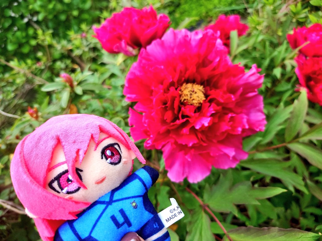 立てば芍薬歩けば
