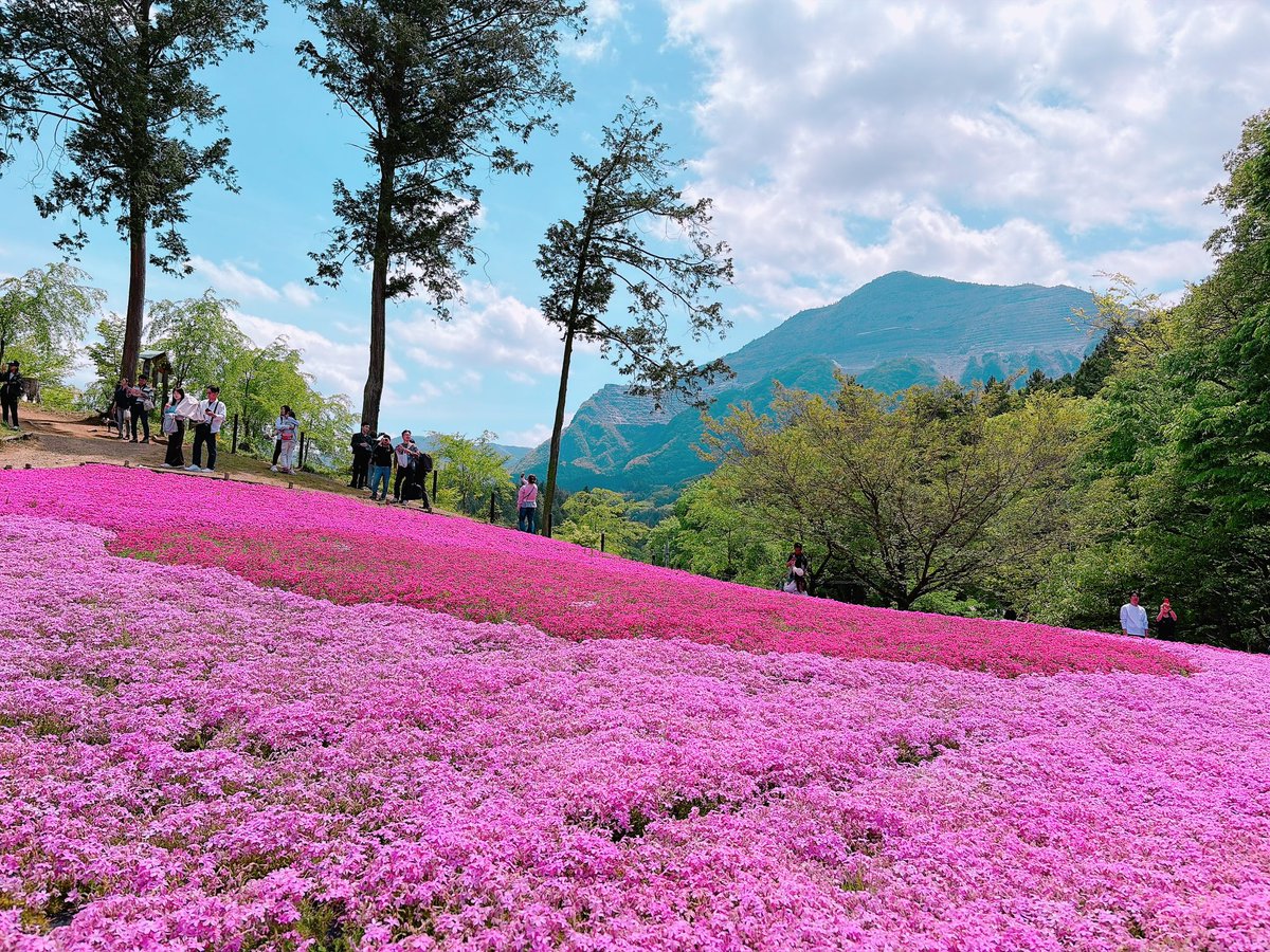 basasi1023's tweet photo. 今年も芝桜が綺麗でした。
来年はベイクも一緒に行きたいね。 https://t.co/J0r5ZMp44S